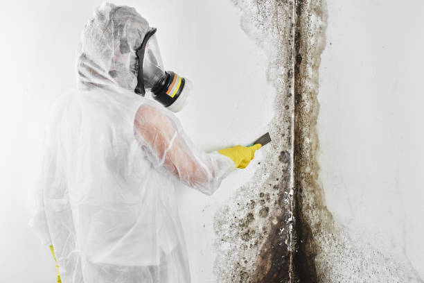Best Emergency Mold Remediation in Lindsborg, KS