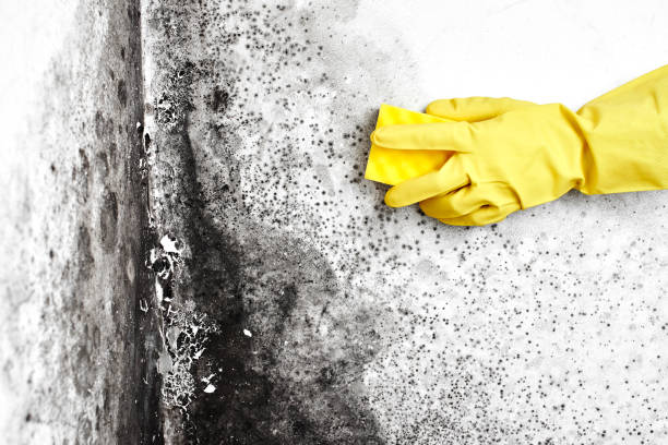 Best Black Mold Remediation in Lindsborg, KS