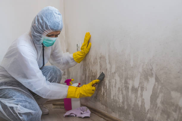 Best Insurance-Related Mold Remediation in Lindsborg, KS