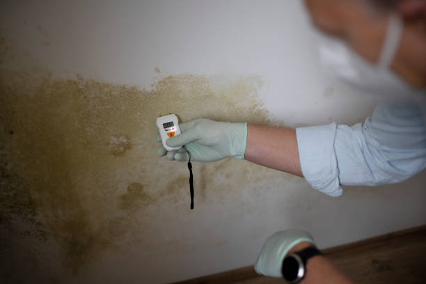 Best Bathroom Mold Remediation in Lindsborg, KS