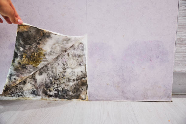  Lindsborg, KS Mold Removal Pros